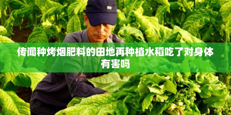 传闻种烤烟肥料的田地再种植水稻吃了对身体有害吗