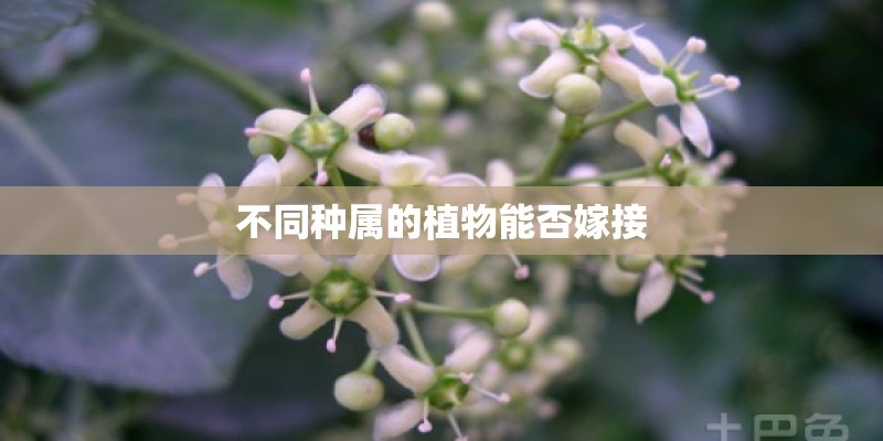 不同种属的植物能否嫁接