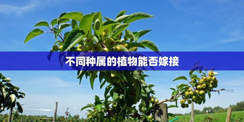 不同种属的植物能否嫁接