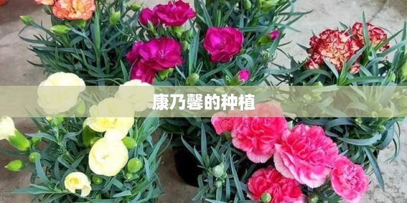 陕西宝鸡适合种植秋葵吗 陕西宝鸡适合种植秋葵吗