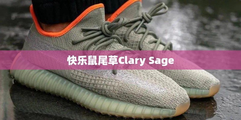 快乐鼠尾草Clary Sage