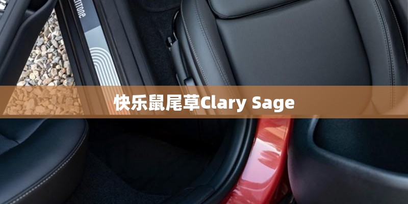 快乐鼠尾草Clary Sage