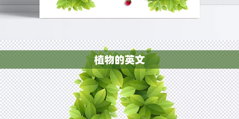 植物的英文