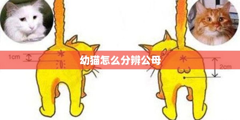 幼猫怎么分辨公母