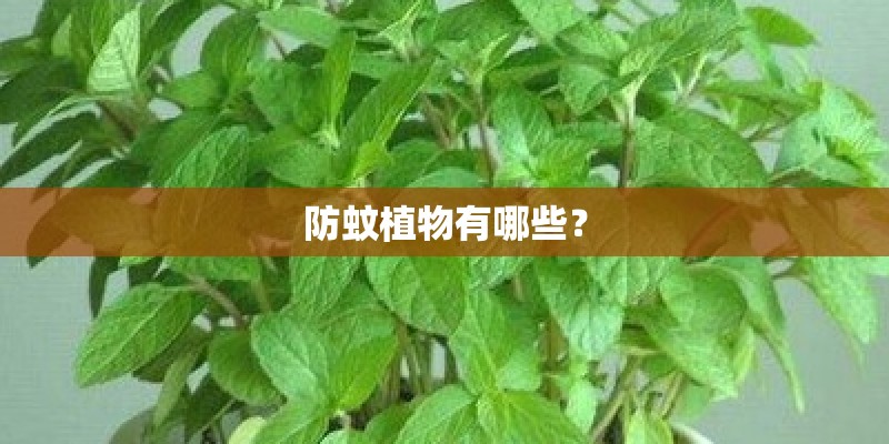 防蚊植物有哪些？