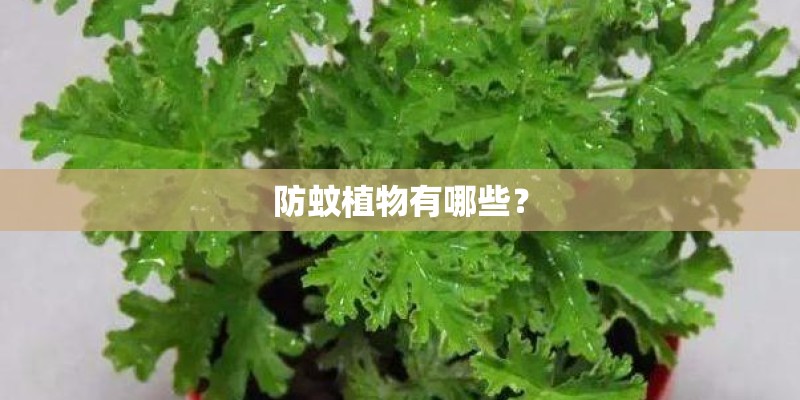 防蚊植物有哪些？