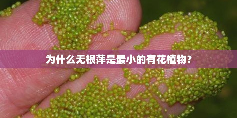 为什么无根萍是最小的有花植物？