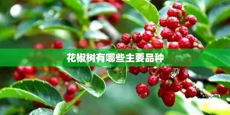 花椒树有哪些主要品种