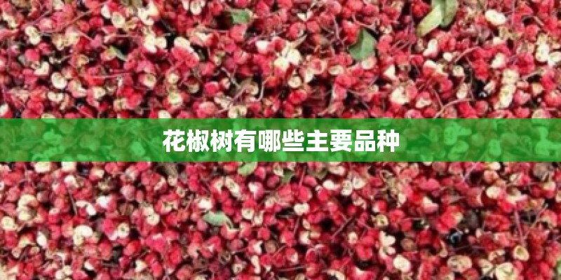 花椒树有哪些主要品种