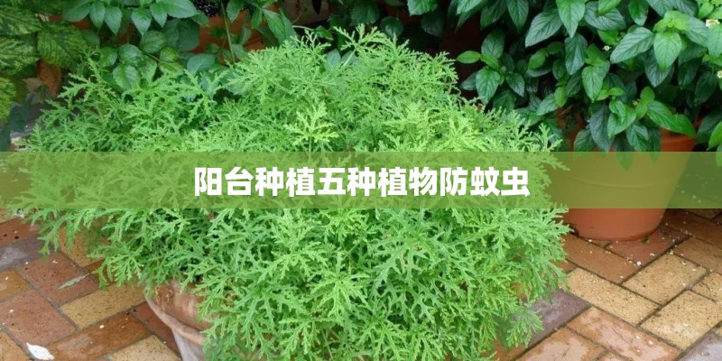 阳台种植五种植物防蚊虫