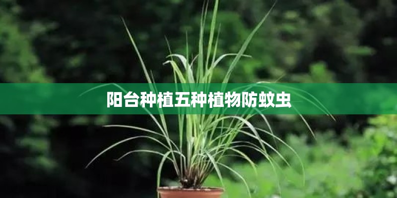 阳台种植五种植物防蚊虫