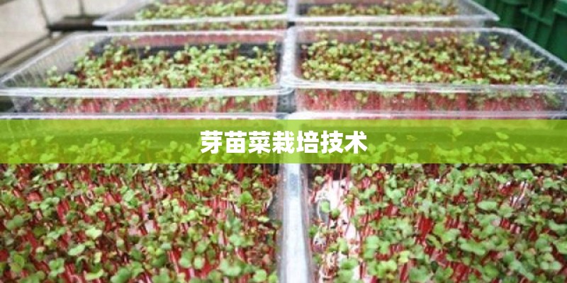 芽苗菜栽培技术