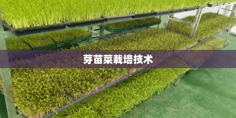 芽苗菜栽培技术