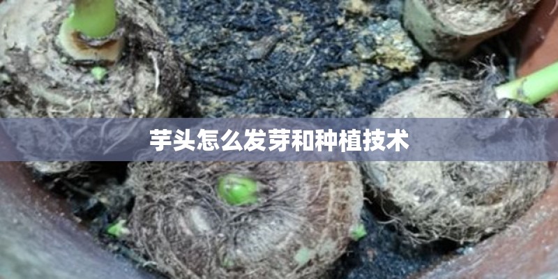 芋头怎么发芽和种植技术
