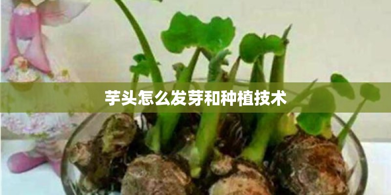 芋头怎么发芽和种植技术