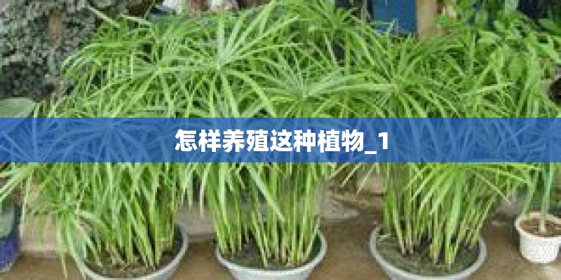 怎样养殖这种植物_1