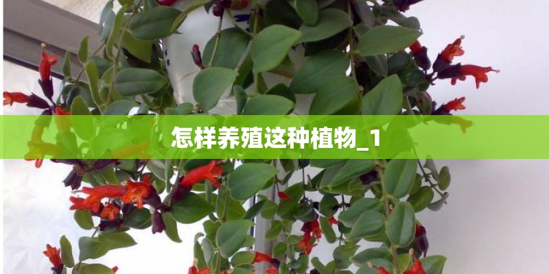 怎样养殖这种植物_1