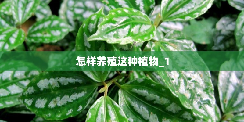 怎样养殖这种植物_1