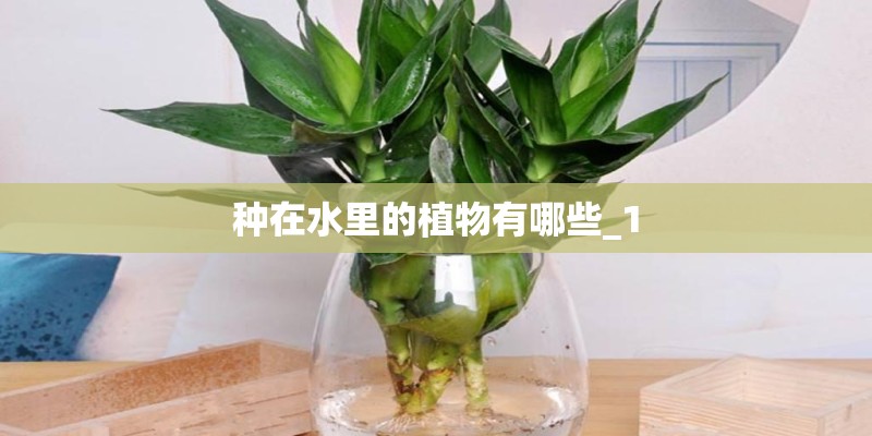 种在水里的植物有哪些_1