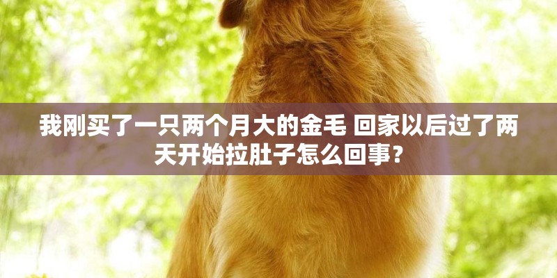 我刚买了一只两个月大的金毛 回家以后过了两天开始拉肚子怎么回事？