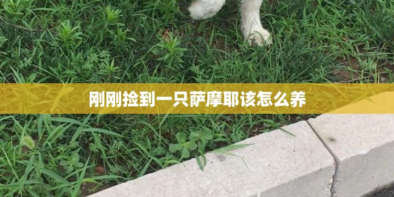 刚刚捡到一只萨摩耶该怎么养