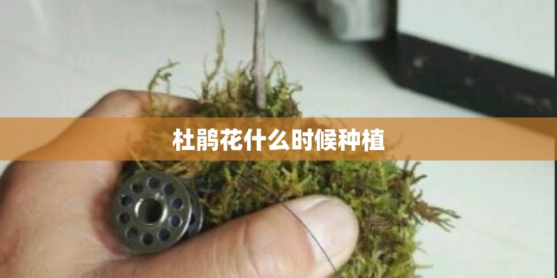 杜鹃花什么时候种植