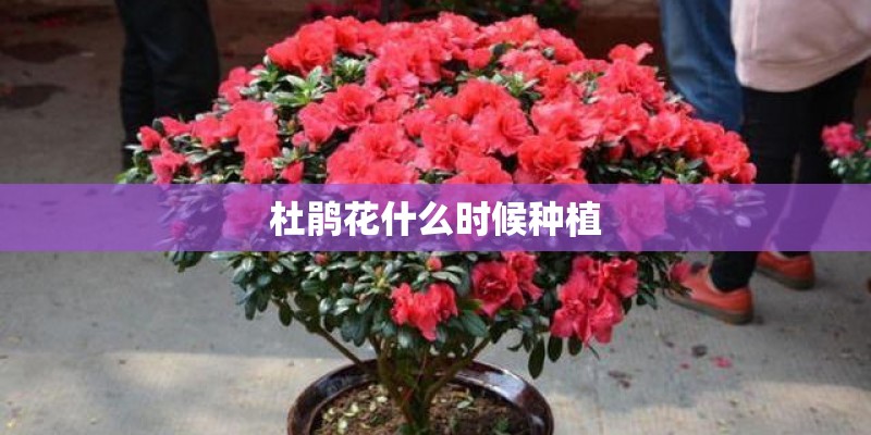杜鹃花什么时候种植