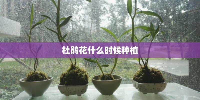 杜鹃花什么时候种植