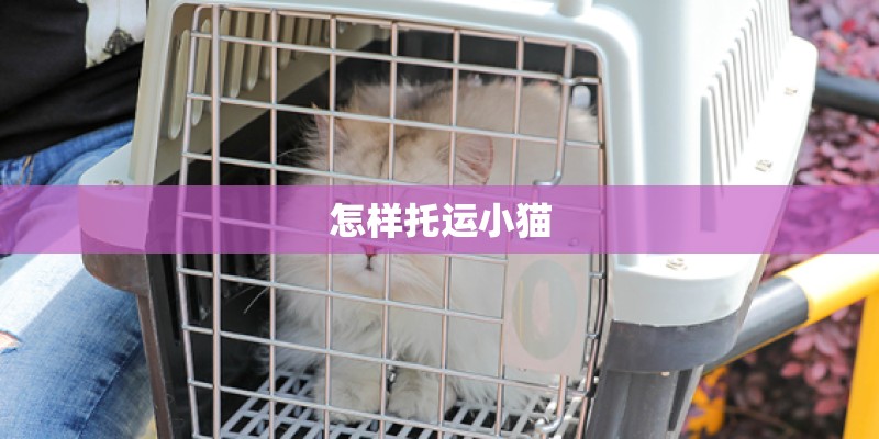 怎样托运小猫