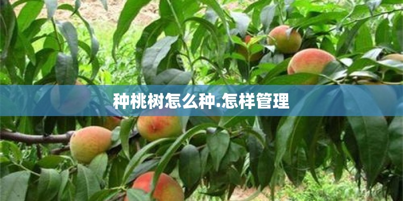 种桃树怎么种.怎样管理