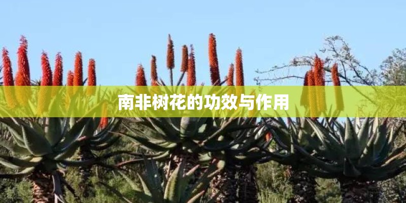 南非树花的功效与作用