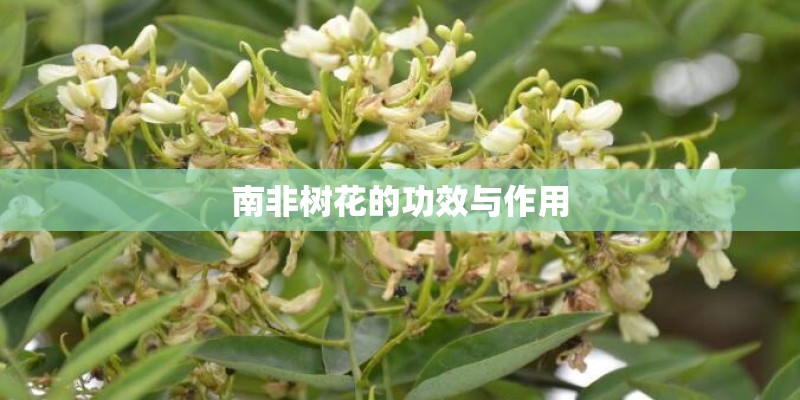 南非树花的功效与作用