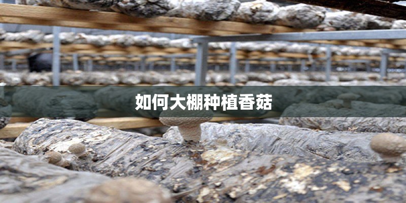 如何大棚种植香菇