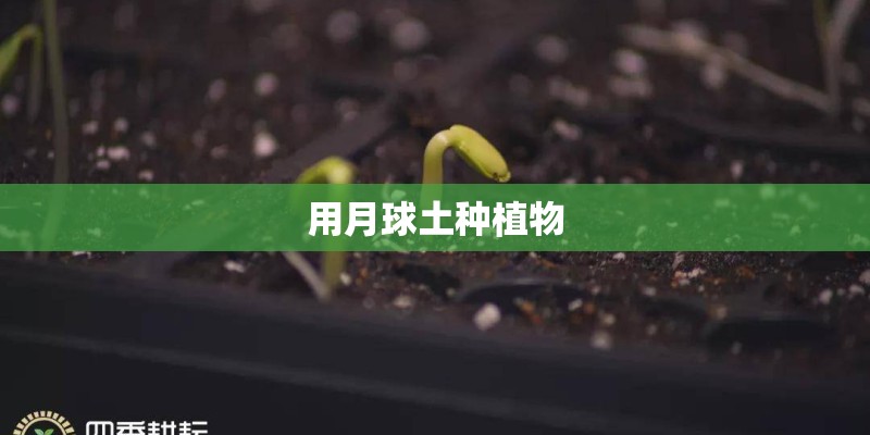 法桐是乔木还是灌木 法桐是乔木还是灌木