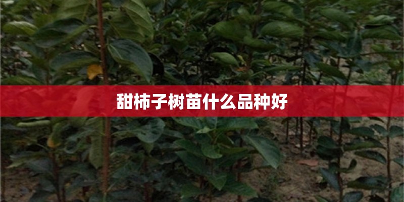 甜柿子树苗什么品种好 甜柿子树苗什么品种好