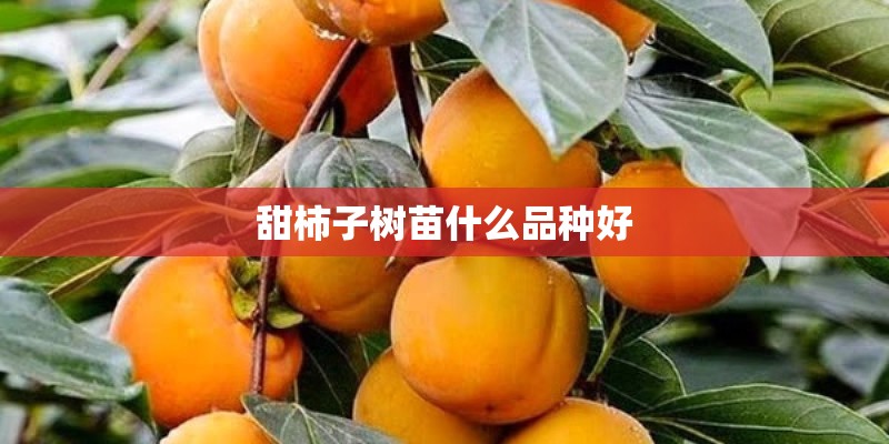 甜柿子树苗什么品种好 甜柿子树苗什么品种好