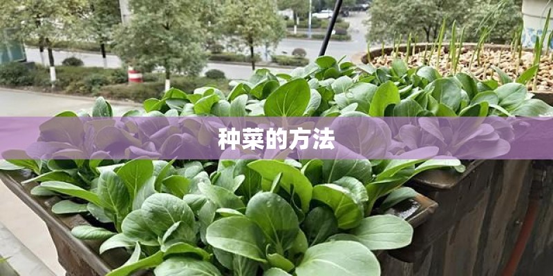 种菜的方法