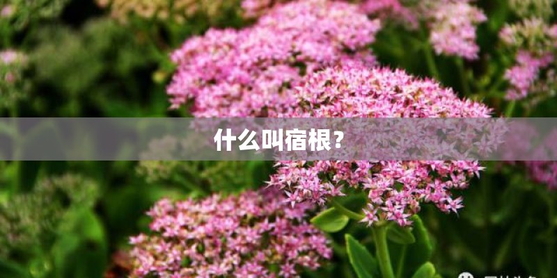 什么叫宿根？