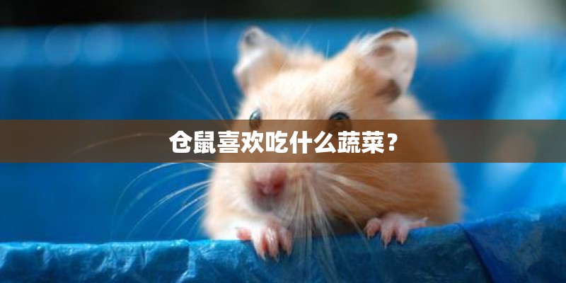 仓鼠喜欢吃什么蔬菜? 仓鼠喜欢吃什么蔬菜?