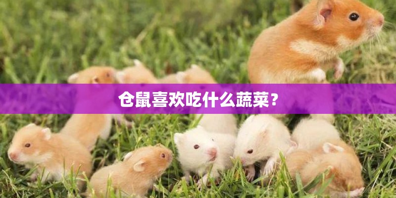 仓鼠喜欢吃什么蔬菜? 仓鼠喜欢吃什么蔬菜?