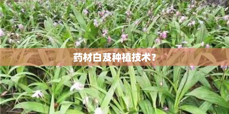 药材白芨种植技术？