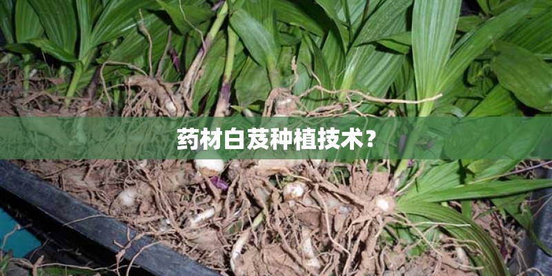 药材白芨种植技术？