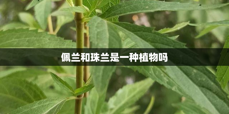 佩兰和珠兰是一种植物吗
