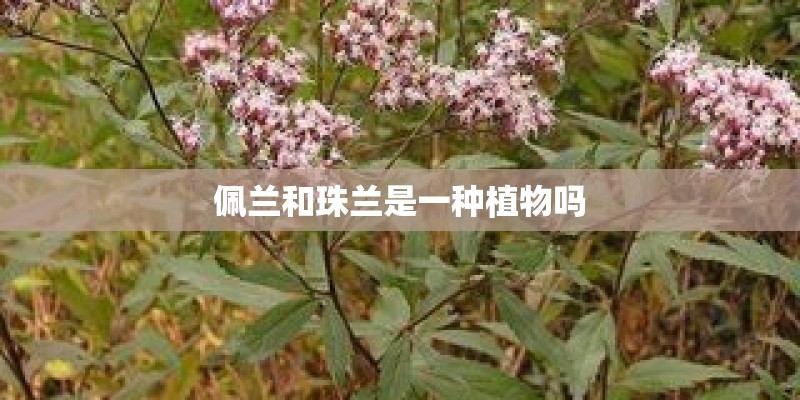 佩兰和珠兰是一种植物吗