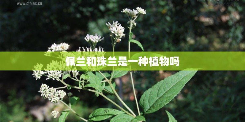 佩兰和珠兰是一种植物吗