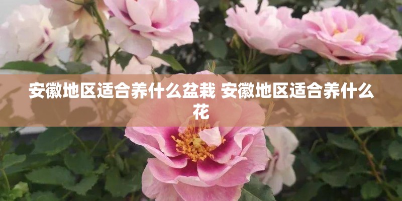 安徽地区适合养什么盆栽 安徽地区适合养什么花