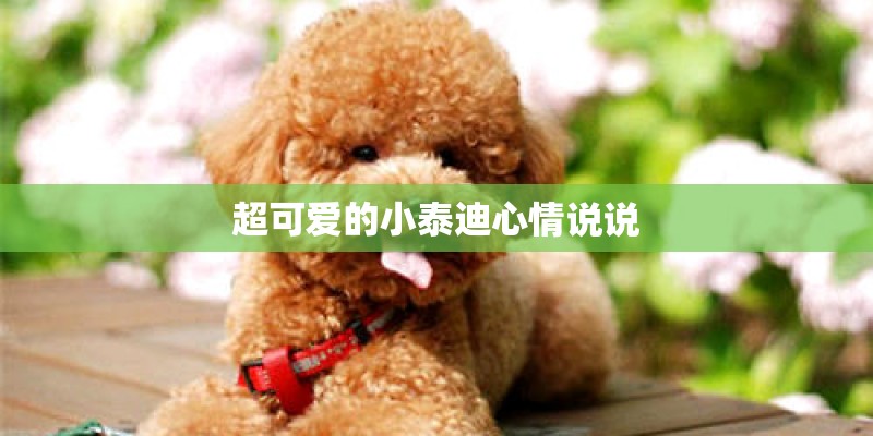 超可爱的小泰迪心情说说