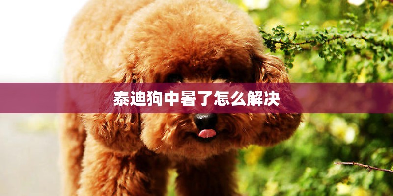 泰迪狗中暑了怎么解决