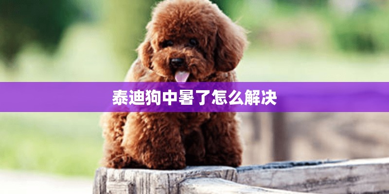 泰迪狗中暑了怎么解决 泰迪狗中暑了怎么解决