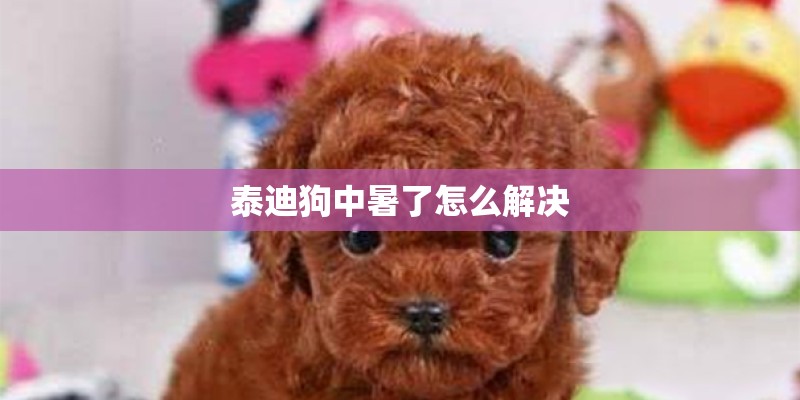 泰迪狗中暑了怎么解决 泰迪狗中暑了怎么解决